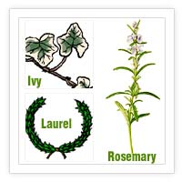 Ivy, Laurel & Rosemary