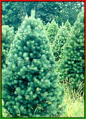 Christmas Tree Evolution Christmas Tree Evolution