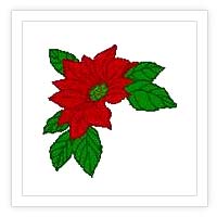 Poinsettia