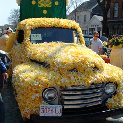 The Daffodil Festival