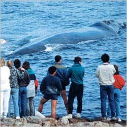 Hermanus Whale Watching Festival