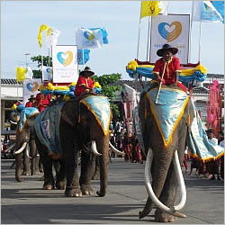 Surin Elephant Round Up